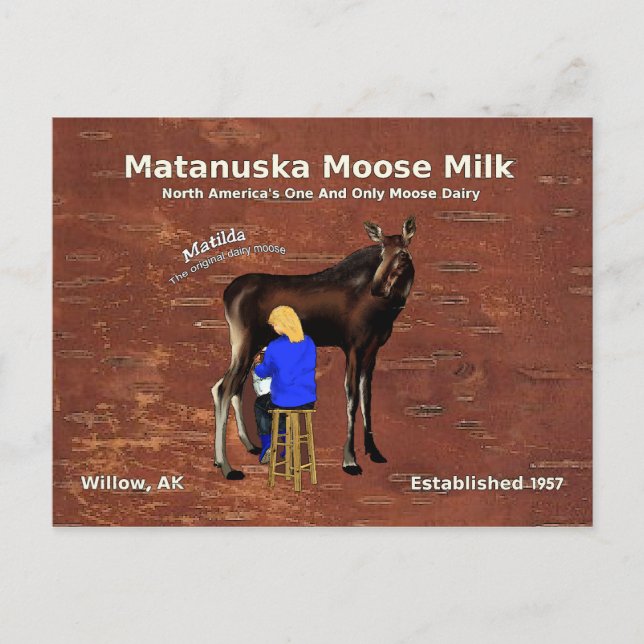 Matanuska Moose Milk Postkarte (Vorderseite)