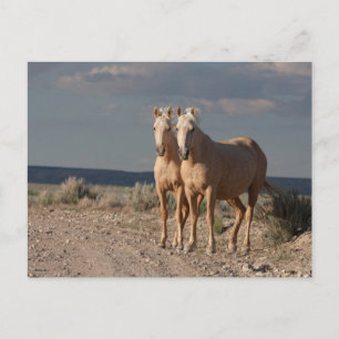 Matched Palominos Postkarte