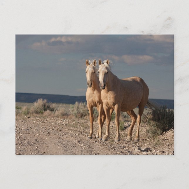 Matched Palominos Postkarte (Vorderseite)