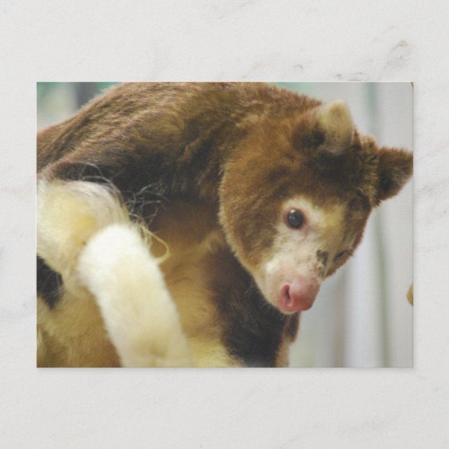 Matchies Tree Kangaroo Postcard Postkarte (Vorderseite)