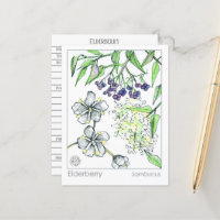Materia Medica Elderberry Herbal Study Card