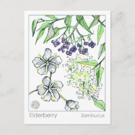 Materia Medica Elderberry Herbal Study Card Postkarte