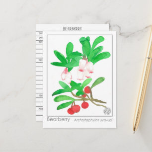 Materia Medica Herbal Study Card Bearberry Postkarte