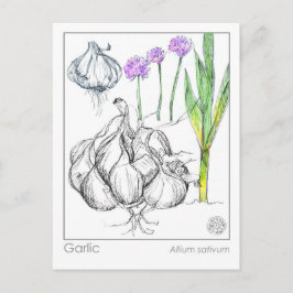 Materia Medica Knolic Pflanze Kräuterstudie Postkarte
