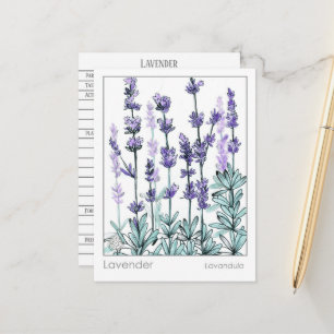 Materia Medica Lavendelblüten Kräuterstudienkarte Postkarte