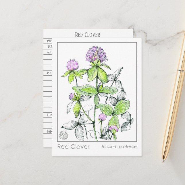 Materia Medica Red Clover Pflanze Kräuterstudie Postkarte (Vorderseite/Rückseite Beispiel)