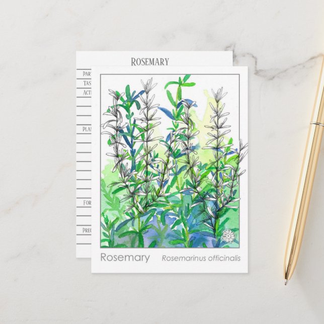 Materia Medica Rosemary Pflanze Herbal Study Card Postkarte (Vorderseite/Rückseite Beispiel)