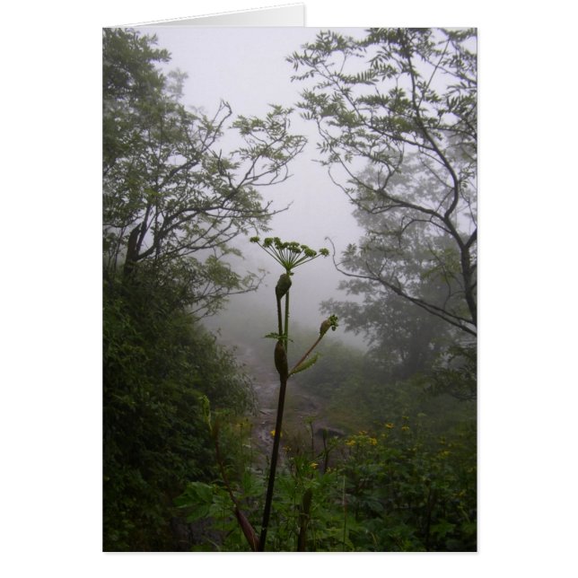 Matin mystique (Devant)