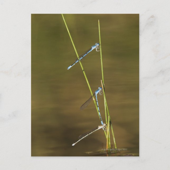 Mating Damselflies Postkarte (Vorderseite)
