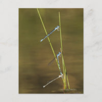 Mating Damselflies
