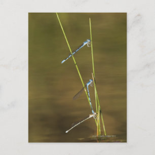 Mating Damselflies Postkarte