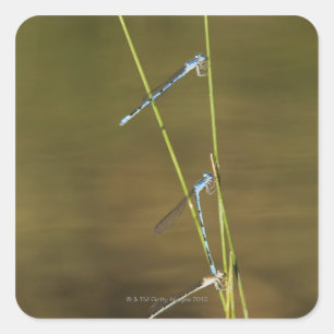 Mating Damselflies Quadratischer Aufkleber
