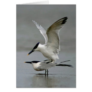 Mating Sandwich Terns