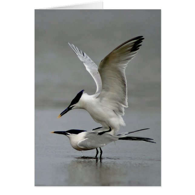 Mating Sandwich Terns (Vorne)