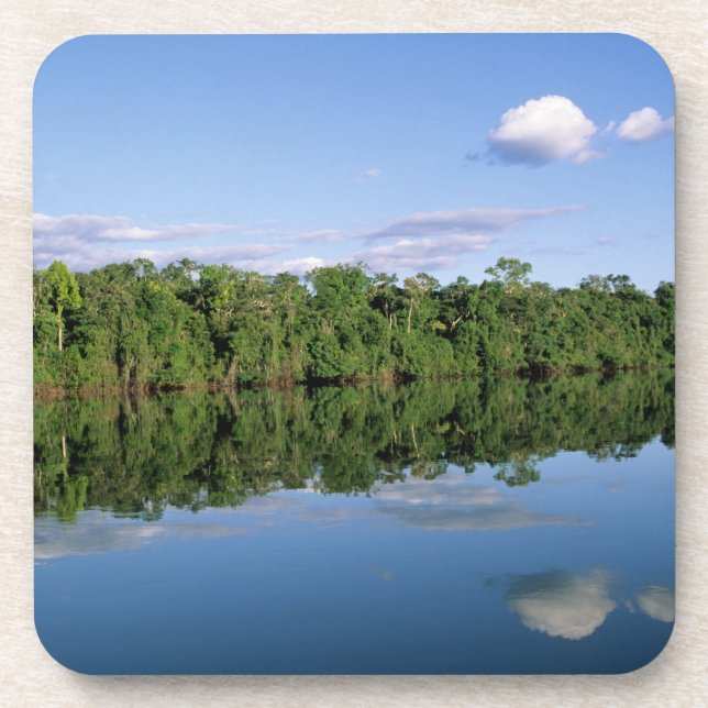Mato Grosso Staat, Amazon, Brasilien. bewaldet Untersetzer (Vorderseite)