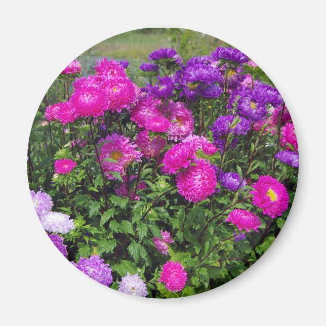 Matsumoto-Blume-Magnet Magnet (Vorne)