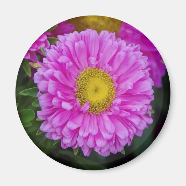 Matsumoto-Blume-Magnet Magnet (Vorne)