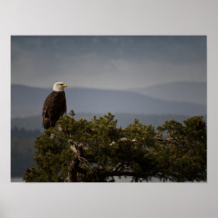 Matte Bald Eagle - Fine Art Print Poster