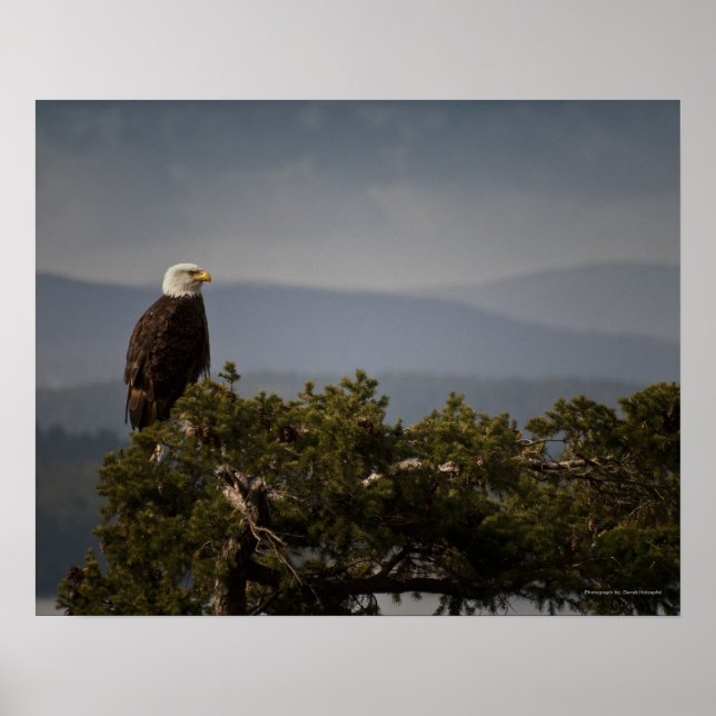 Matte Bald Eagle - Fine Art Print Poster (Vorne)