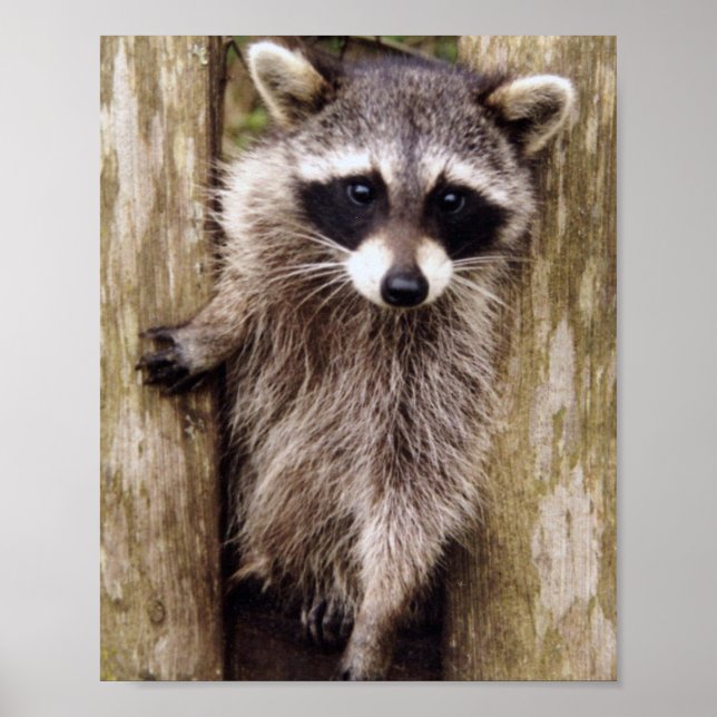 Matte Poster of raccoon (Vorne)