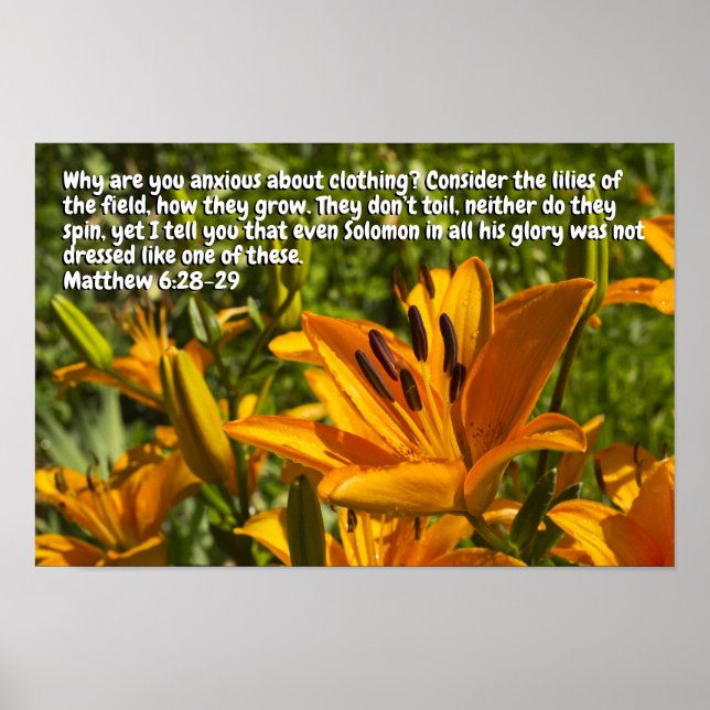 Matthew 6:28-29 poster (Vorne)