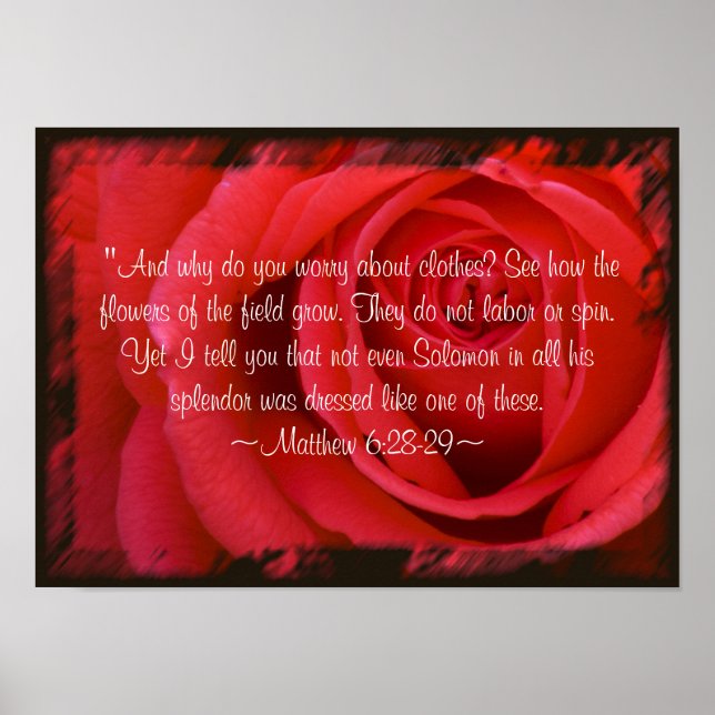 Matthew 6:28-29 Poster (Vorne)