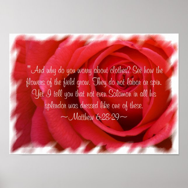 Matthew 6:28-29 Poster 2 (Vorne)