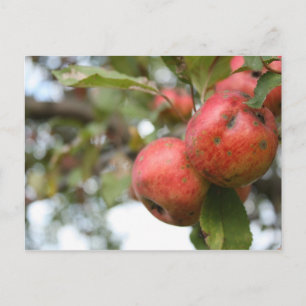 Matthew 7:7-8 Apple Carte Postale