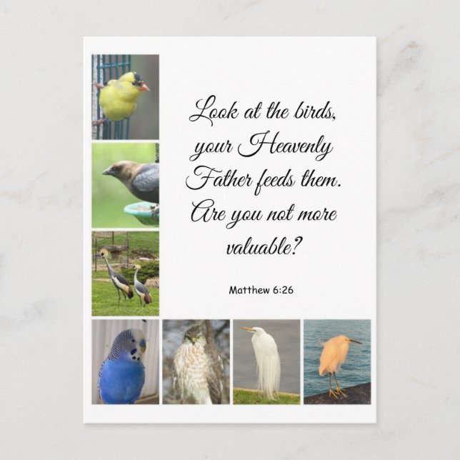 Matthieu 6:26 Carte postale (Devant)