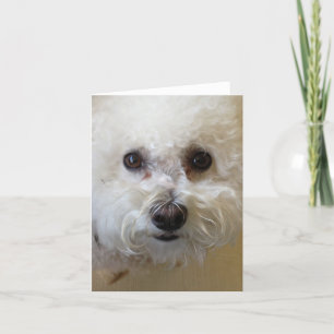 Mattie - Bichon Frise Carte pour notes