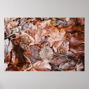 Mattiert Maple Blätter Poster