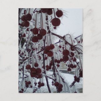 Mattierte Beeren Feiertagspostkarte