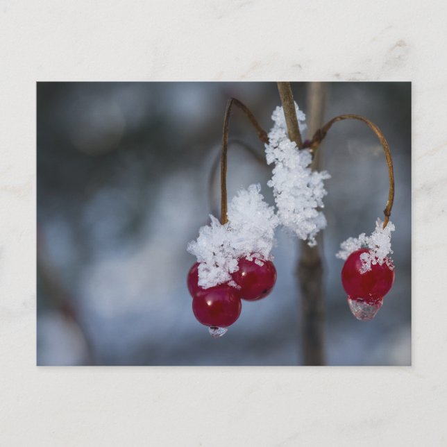 Mattierte Berries Postkarte (Vorderseite)