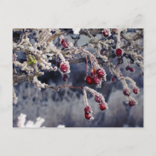 Mattierte Berries Postkarte