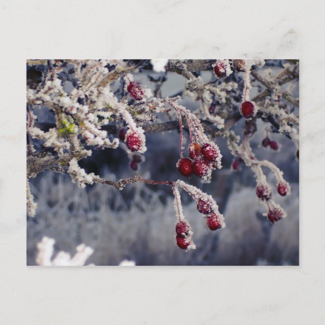 Mattierte Berries Postkarte (Vorderseite)