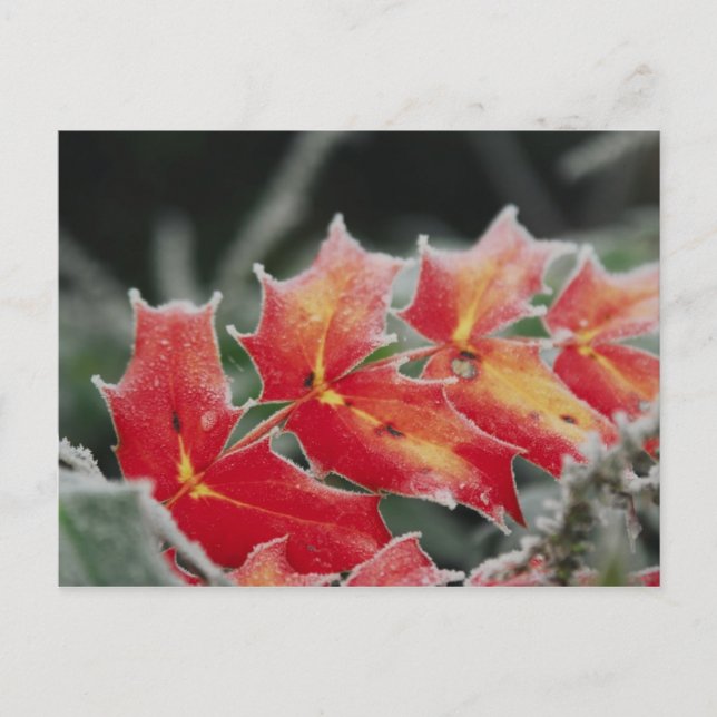 mattierte Blätter Postkarte (Vorderseite)