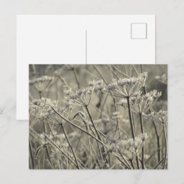 Mattierte Umbellider Postkarte