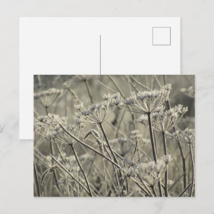Mattierte Umbellider Postkarte