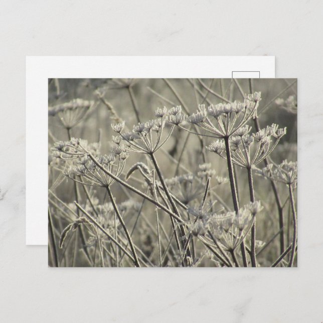 Mattierte Umbellider Postkarte (Vorne/Hinten)