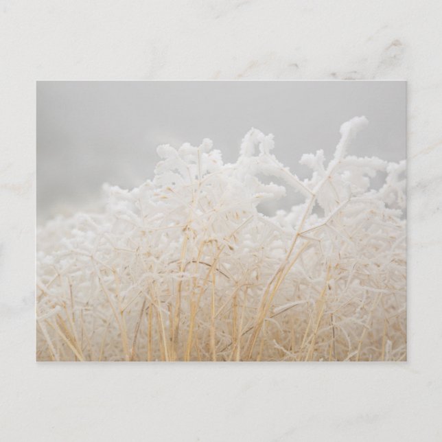 Mattierte Wintergras Postkarte (Vorderseite)