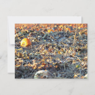 Mattierter Pumpkin-Patch Postkarte