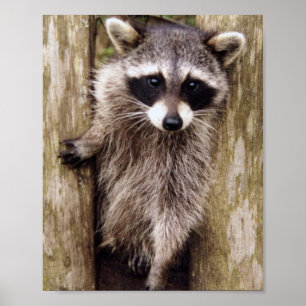 Mattplakat des Waschbären Poster