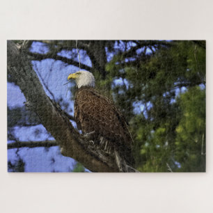 Mature Bald Eagle