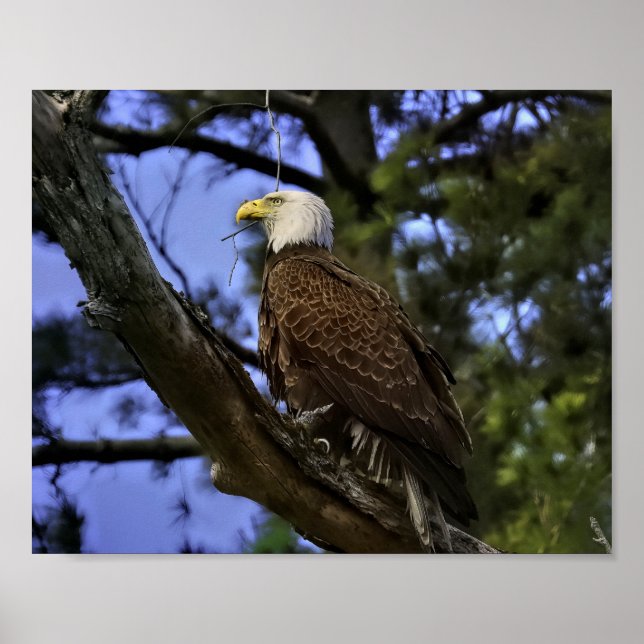 Mature Bald Eagle Poster (Vorne)