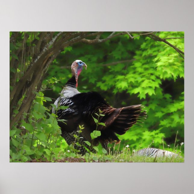 Mature Male Wild Türkei Poster (Vorne)