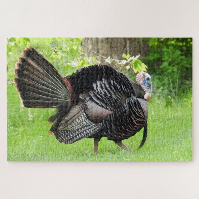 Mature Male Wild Türkei zeigt Feathers  (Horizontal)