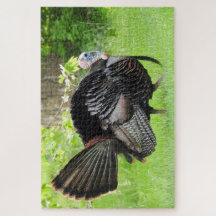 Mature Male Wild Türkei zeigt Feathers 
