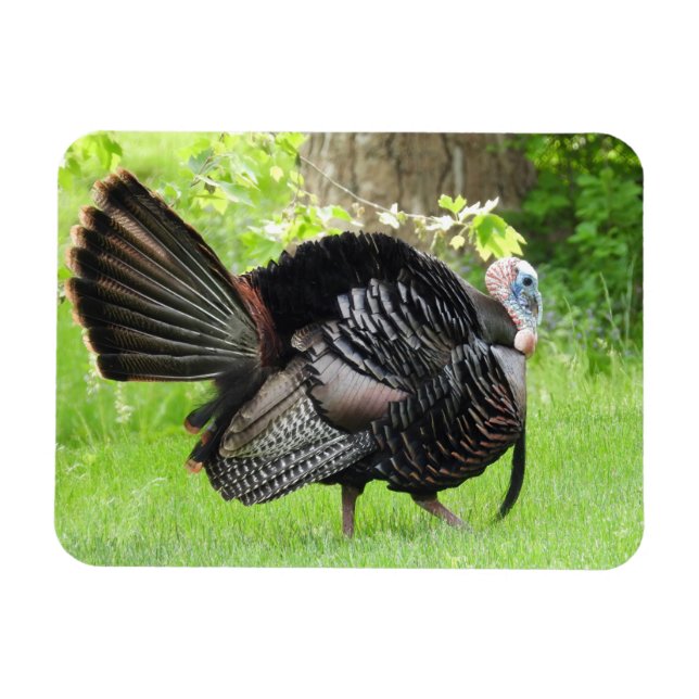 Mature Male Wild Türkei zeigt Feathers Magnet (Horizontal)