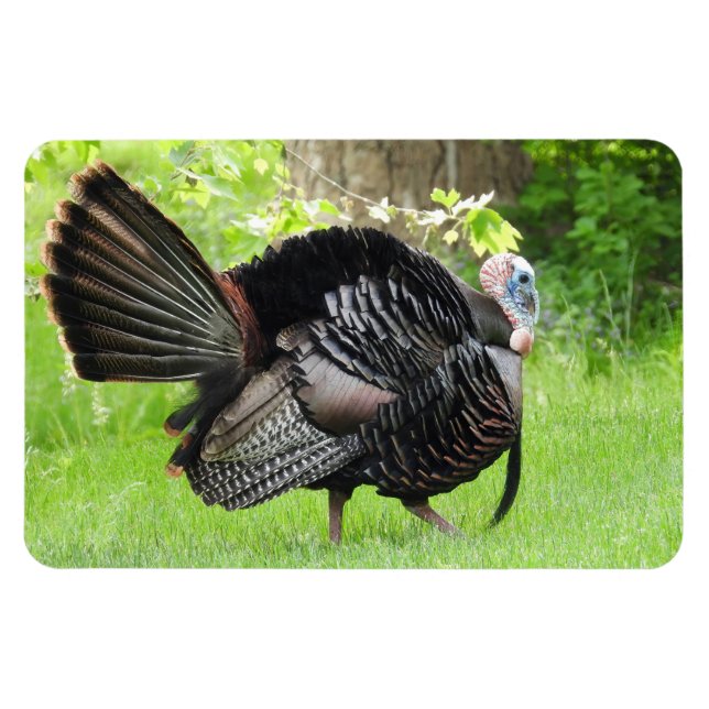Mature Male Wild Türkei zeigt Feathers Magnet (Horizontal)