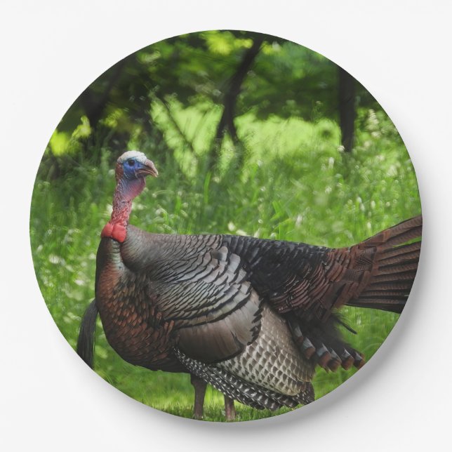 Mature Male Wild Türkei zeigt Feathers Pappteller (Vorderseite)